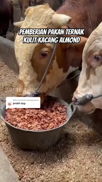 Pemberian-Pakan-Ternak-Kulit-Kacang-Almond